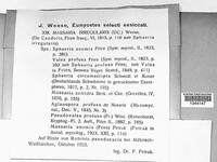 Massaria anomia image